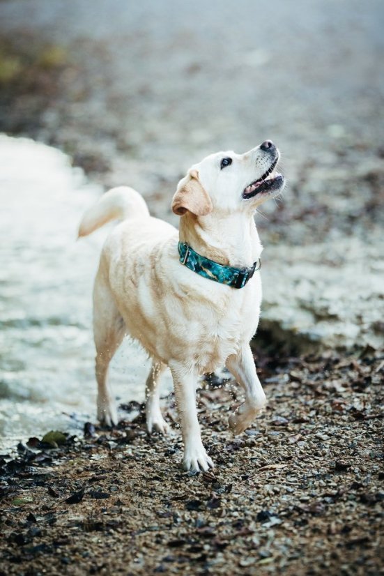 Lagoon Marble - obojek