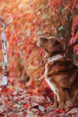 Latte Marble - obojek