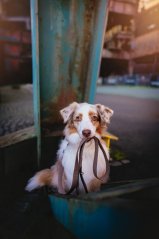 Čokoládové - vodítko