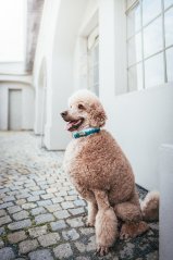 Fog Forest Mountain - obojek