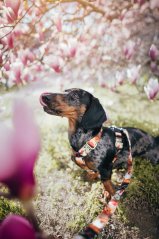 Postroj v šířce 2,5 cm