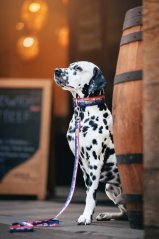 West Mountain - obojek