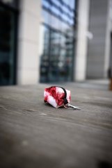 Burgundy Marble - bobkovník
