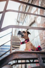 Magenta Velvet Marble - obojek