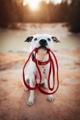 Červené - vodítko