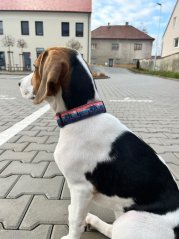 Pája a Bailey