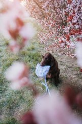 Blossom Breeze - pamlskovník