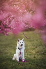 Přepínací lanové vodítko