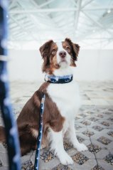 Wolf’s Mountain - obojek