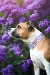 Blossom Breeze - obojek