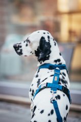 Postroj v šířce 4 cm