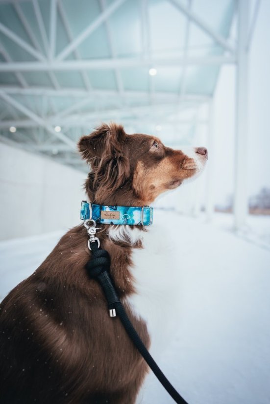 Boy Power - obojek - Velikost: XL, Šířka obojku: 2,5 cm, Spona: Kovová stříbrná