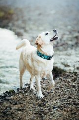 Lagoon Marble - obojek