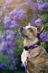 Violet Marble - obojek