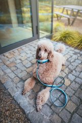 Fog Forest Mountain - vodítko