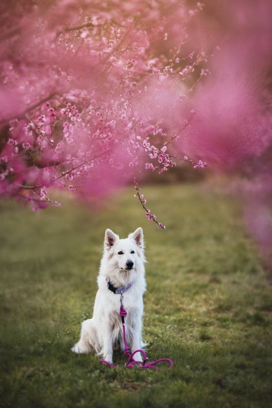 Přepínací lanové vodítko