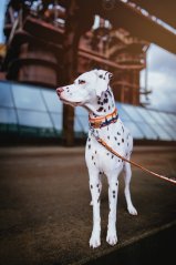 Mountain Glow - obojek