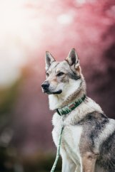 Misty Forest - obojek