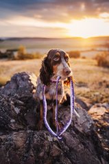 Rose Forest Mountain - vodítko