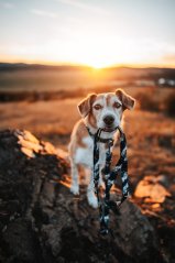 Odin`s Wrath - přepínací vodítko