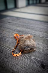 Mini králík
