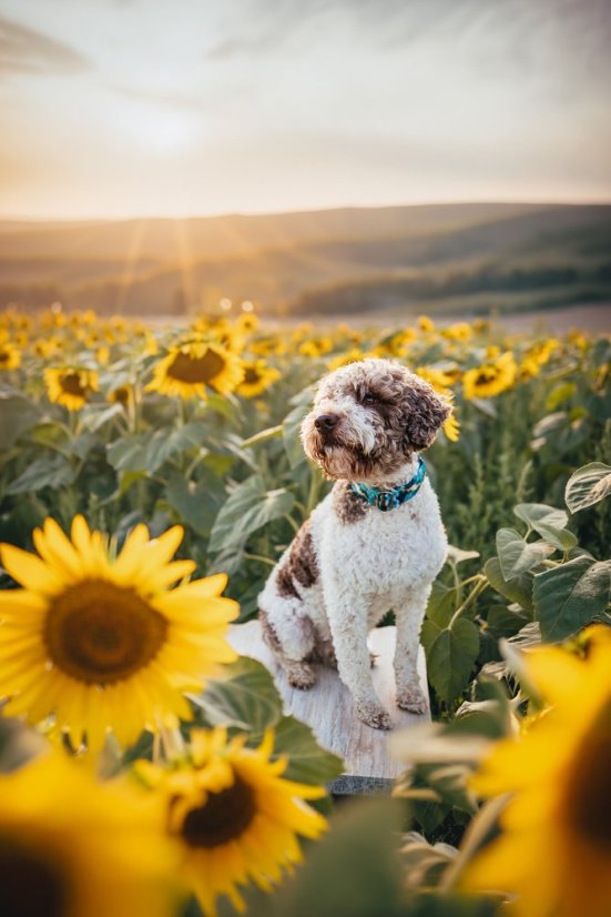 Lagoon Marble - obojek